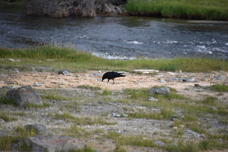 Filename=DSC_8493.JPG
Filesize=18914KiB
Dimensions=7360x4912
Date added=Sep 22, 2019 DSC_8493.JPG