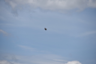 Filename=DSC_8535.JPG
Filesize=13635KiB
Dimensions=7360x4912
Date added=Sep 22, 2019 DSC_8535.JPG