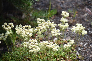 Filename=DSC_8614.JPG
Filesize=17387KiB
Dimensions=7360x4912
Date added=Sep 22, 2019 DSC_8614.JPG