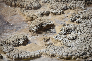 Filename=DSC_8713.JPG
Filesize=19780KiB
Dimensions=7360x4912
Date added=Sep 22, 2019 DSC_8713.JPG