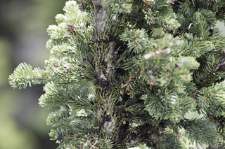 Filename=DSC_8825.jpg
Filesize=25205KiB
Dimensions=7360x4912
Date added=Sep 21, 2019 DSC_8825.jpg