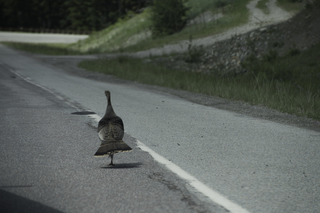 Filename=DSC_8967.jpg
Filesize=14330KiB
Dimensions=7360x4912
Date added=Sep 21, 2019 DSC_8967.jpg