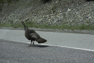 Filename=DSC_8968.jpg
Filesize=17984KiB
Dimensions=7360x4912
Date added=Sep 21, 2019 DSC_8968.jpg