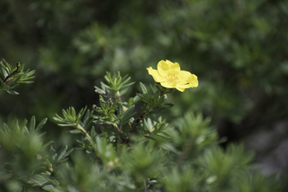 Filename=DSC_8976.jpg
Filesize=16136KiB
Dimensions=7360x4912
Date added=Sep 21, 2019 DSC_8976.jpg