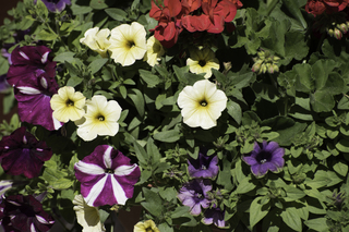 Filename=DSC_9000.jpg
Filesize=17227KiB
Dimensions=7360x4912
Date added=Sep 21, 2019 DSC_9000.jpg