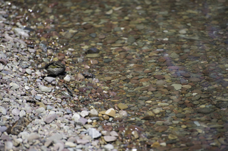 Filename=DSC_9006.jpg
Filesize=18130KiB
Dimensions=7360x4912
Date added=Sep 21, 2019 DSC_9006.jpg