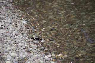 Filename=DSC_9008.jpg
Filesize=18126KiB
Dimensions=7360x4912
Date added=Sep 21, 2019 DSC_9008.jpg