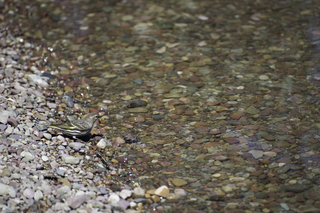 Filename=DSC_9009.jpg
Filesize=18197KiB
Dimensions=7360x4912
Date added=Sep 21, 2019 DSC_9009.jpg