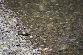 Filename=DSC_9010.jpg
Filesize=18551KiB
Dimensions=7360x4912
Date added=Sep 21, 2019 DSC_9010.jpg