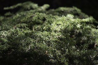 Filename=DSC_9080.jpg
Filesize=20787KiB
Dimensions=7360x4912
Date added=Sep 21, 2019 DSC_9080.jpg