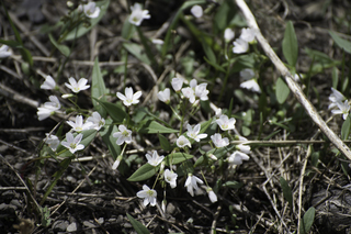 Filename=DSC_9215.jpg
Filesize=14378KiB
Dimensions=7360x4912
Date added=Sep 21, 2019 DSC_9215.jpg