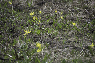 Filename=DSC_9216.jpg
Filesize=20990KiB
Dimensions=7360x4912
Date added=Sep 21, 2019 DSC_9216.jpg