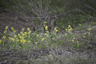 Filename=DSC_9218.jpg
Filesize=21546KiB
Dimensions=7360x4912
Date added=Sep 21, 2019 DSC_9218.jpg