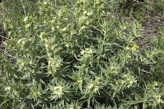 Filename=DSC_9226.jpg
Filesize=21222KiB
Dimensions=7360x4912
Date added=Sep 21, 2019 DSC_9226.jpg