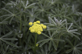 Filename=DSC_9235.jpg
Filesize=15564KiB
Dimensions=7360x4912
Date added=Sep 21, 2019 DSC_9235.jpg