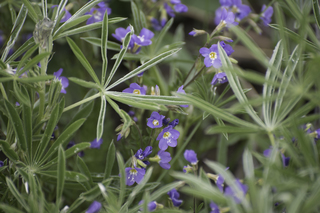 Filename=DSC_9236.jpg
Filesize=21029KiB
Dimensions=7360x4912
Date added=Sep 21, 2019 DSC_9236.jpg