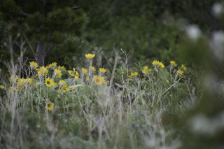 Filename=DSC_9256.jpg
Filesize=17581KiB
Dimensions=7360x4912
Date added=Sep 21, 2019 DSC_9256.jpg