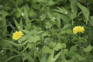 Filename=DSC_9283.jpg
Filesize=24867KiB
Dimensions=7360x4912
Date added=Sep 21, 2019 DSC_9283.jpg