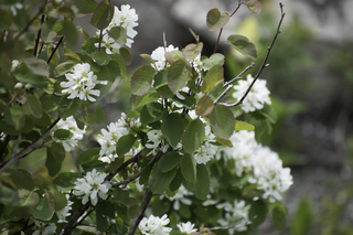 Filename=DSC_9296.jpg
Filesize=17511KiB
Dimensions=7360x4912
Date added=Sep 21, 2019 DSC_9296.jpg