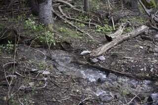 Filename=DSC_9333.jpg
Filesize=26590KiB
Dimensions=7360x4912
Date added=Sep 21, 2019 DSC_9333.jpg