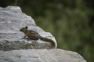 Filename=DSC_9347.jpg
Filesize=16333KiB
Dimensions=7360x4912
Date added=Sep 21, 2019 DSC_9347.jpg