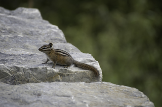 Filename=DSC_9348.jpg
Filesize=17031KiB
Dimensions=7360x4912
Date added=Sep 21, 2019 DSC_9348.jpg