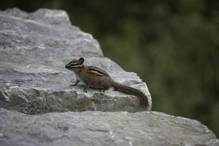 Filename=DSC_9349.jpg
Filesize=16628KiB
Dimensions=7360x4912
Date added=Sep 21, 2019 DSC_9349.jpg