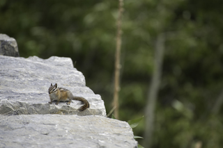 Filename=DSC_9354.jpg
Filesize=16983KiB
Dimensions=7360x4912
Date added=Sep 21, 2019 DSC_9354.jpg