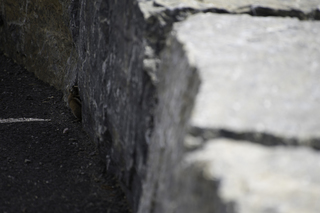 Filename=DSC_9370.jpg
Filesize=12502KiB
Dimensions=7360x4912
Date added=Sep 21, 2019 DSC_9370.jpg