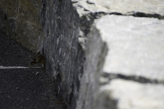 Filename=DSC_9371.jpg
Filesize=13401KiB
Dimensions=7360x4912
Date added=Sep 21, 2019 DSC_9371.jpg