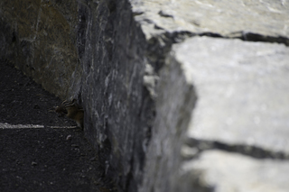 Filename=DSC_9372.jpg
Filesize=12992KiB
Dimensions=7360x4912
Date added=Sep 21, 2019 DSC_9372.jpg