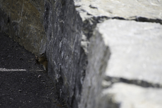 Filename=DSC_9373.jpg
Filesize=14019KiB
Dimensions=7360x4912
Date added=Sep 21, 2019 DSC_9373.jpg