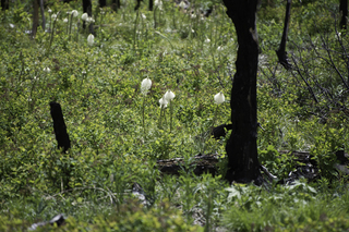 Filename=DSC_9385.jpg
Filesize=21464KiB
Dimensions=7360x4912
Date added=Sep 21, 2019 DSC_9385.jpg