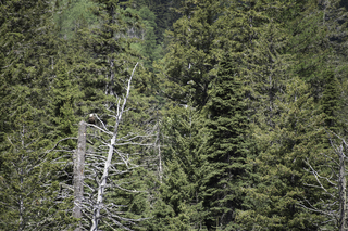 Filename=DSC_9894.jpg
Filesize=28811KiB
Dimensions=7360x4912
Date added=Sep 21, 2019 DSC_9894.jpg