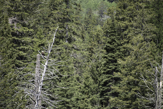 Filename=DSC_9895.jpg
Filesize=28621KiB
Dimensions=7360x4912
Date added=Sep 21, 2019 DSC_9895.jpg