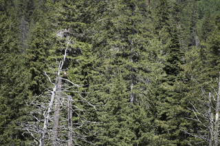 Filename=DSC_9896.jpg
Filesize=28108KiB
Dimensions=7360x4912
Date added=Sep 21, 2019 DSC_9896.jpg