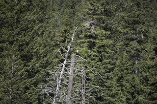 Filename=DSC_9897.jpg
Filesize=28333KiB
Dimensions=7360x4912
Date added=Sep 21, 2019 DSC_9897.jpg