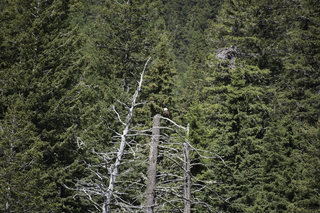 Filename=DSC_9898.jpg
Filesize=29807KiB
Dimensions=7360x4912
Date added=Sep 21, 2019 DSC_9898.jpg