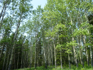 Filename=P1060990.JPG
Filesize=5865KiB
Dimensions=4320x3240
Date added=Sep 21, 2019 P1060990.JPG