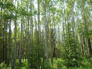 Filename=P1060991.JPG
Filesize=5762KiB
Dimensions=4320x3240
Date added=Sep 21, 2019 P1060991.JPG