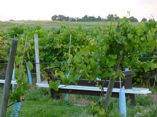 Filename=P1070774.JPG
Filesize=5889KiB
Dimensions=4320x3240
Date added=Sep 22, 2019 P1070774.JPG