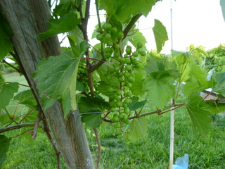 Filename=P1070776.JPG
Filesize=5769KiB
Dimensions=4320x3240
Date added=Sep 22, 2019 P1070776.JPG