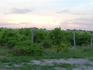 Filename=P1070778.JPG
Filesize=5667KiB
Dimensions=4320x3240
Date added=Sep 22, 2019 P1070778.JPG