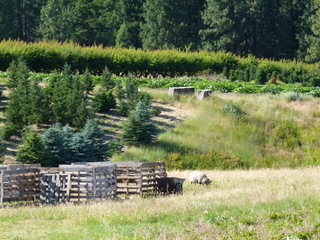 Filename=P1070807.JPG
Filesize=5526KiB
Dimensions=4320x3240
Date added=Sep 22, 2019 P1070807.JPG