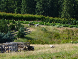 Filename=P1070812.JPG
Filesize=5986KiB
Dimensions=4320x3240
Date added=Sep 22, 2019 P1070812.JPG