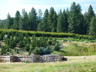 Filename=P1070813.JPG
Filesize=5999KiB
Dimensions=4320x3240
Date added=Sep 22, 2019 P1070813.JPG