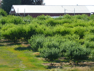 Filename=P1070815.JPG
Filesize=6058KiB
Dimensions=4320x3240
Date added=Sep 22, 2019 P1070815.JPG