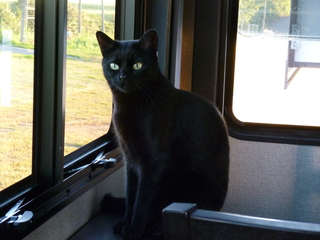 Filename=P1070818.JPG
Filesize=5234KiB
Dimensions=4320x3240
Date added=Sep 22, 2019 P1070818.JPG