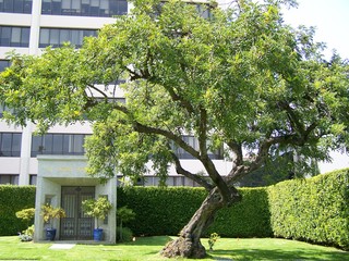 Filename=100_3663.JPG
Filesize=2894KiB
Dimensions=2832x2128
Date added=Sep 22, 2019 100_3663.JPG