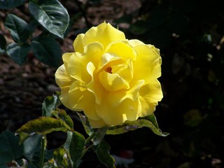 Filename=100_3689.JPG
Filesize=698KiB
Dimensions=2832x2128
Date added=Sep 22, 2019 100_3689.JPG